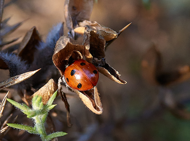 Ladybird 1