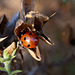Ladybird 1