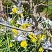 Schwertlilie (Iris)