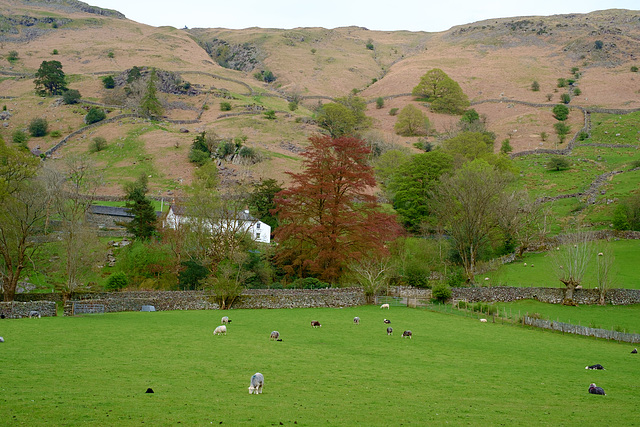 Great Langdale trees