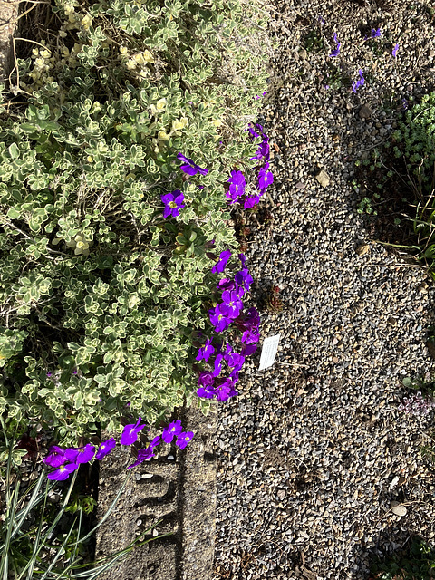 AubrietaSpring2025