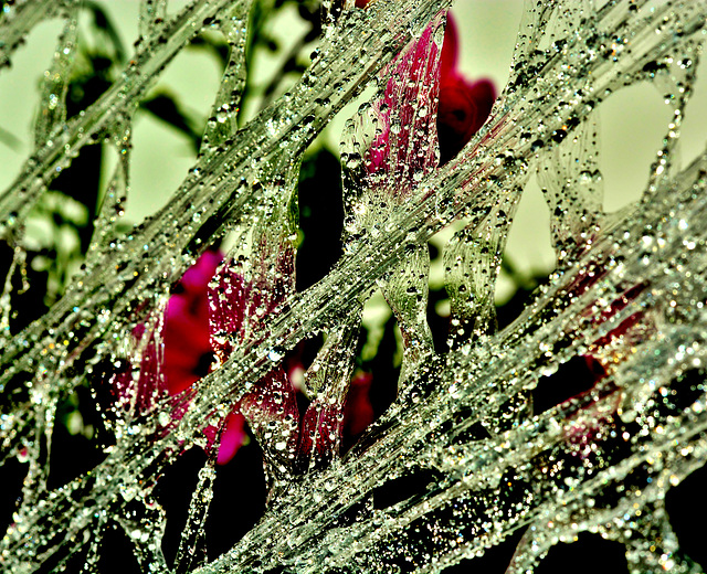 Rain Soaked Cellophane Wrapping. Garden Centre Rain Soaked Cellophane Wrapping. Garden Centre