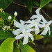 Tabernaemontana,  maybe T. divaricata, Blue Waters Inn, Tobago