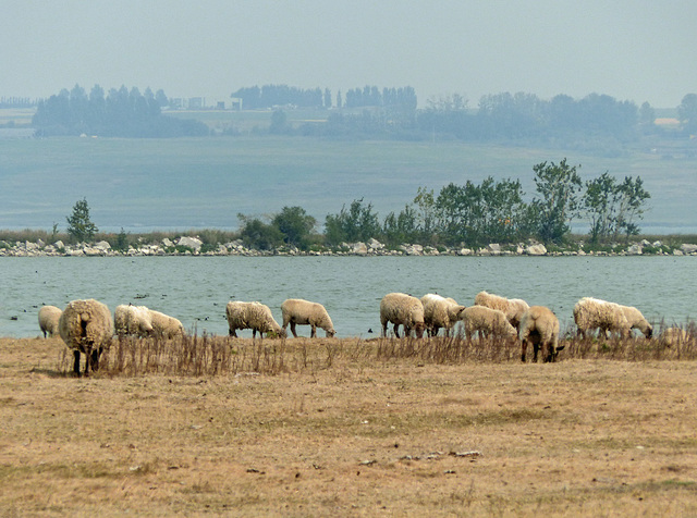 Sheep on a smoky day