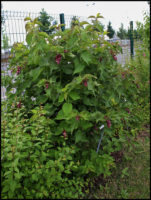 Leycesteria formosa- arbre aux faisans