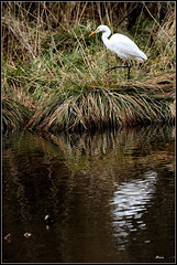 Grande Aigrette