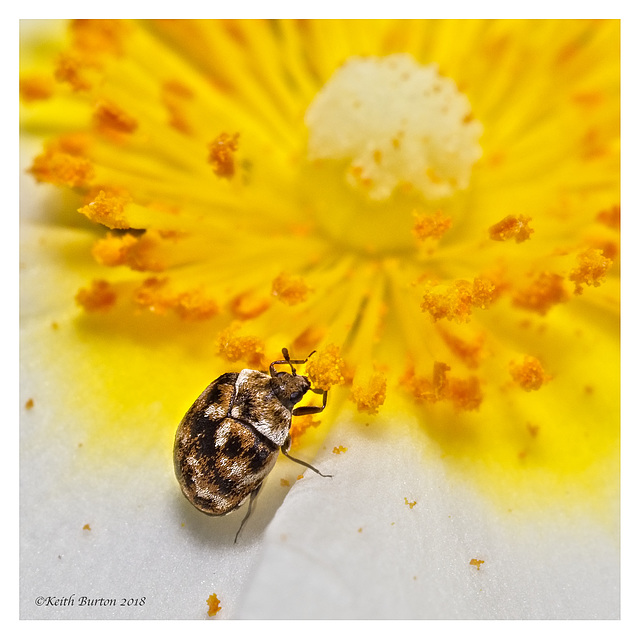 Varied Carpet Beetle on Pollen