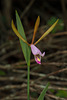 Cleistesiopsis bifaria (Mountain Small Spreading Pogonia orchid)