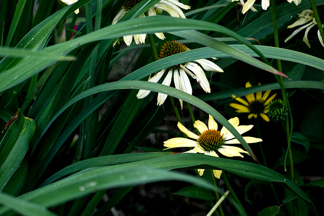 Coneflowers