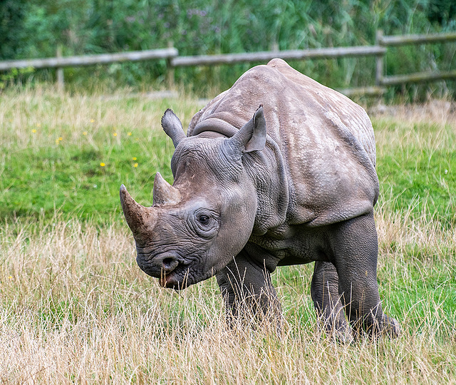 Rhino