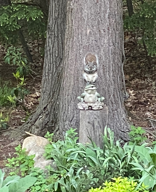 squirrel  on frog