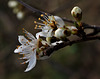 Sunday's Springing