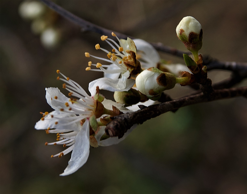 Sunday's Springing