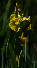 Yellow Flag Iris