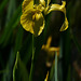 Yellow Flag Iris