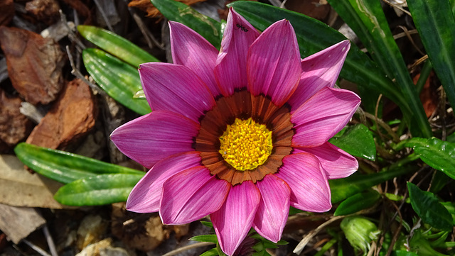 Gazania