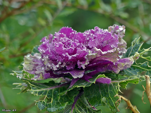 Dans mon jardin