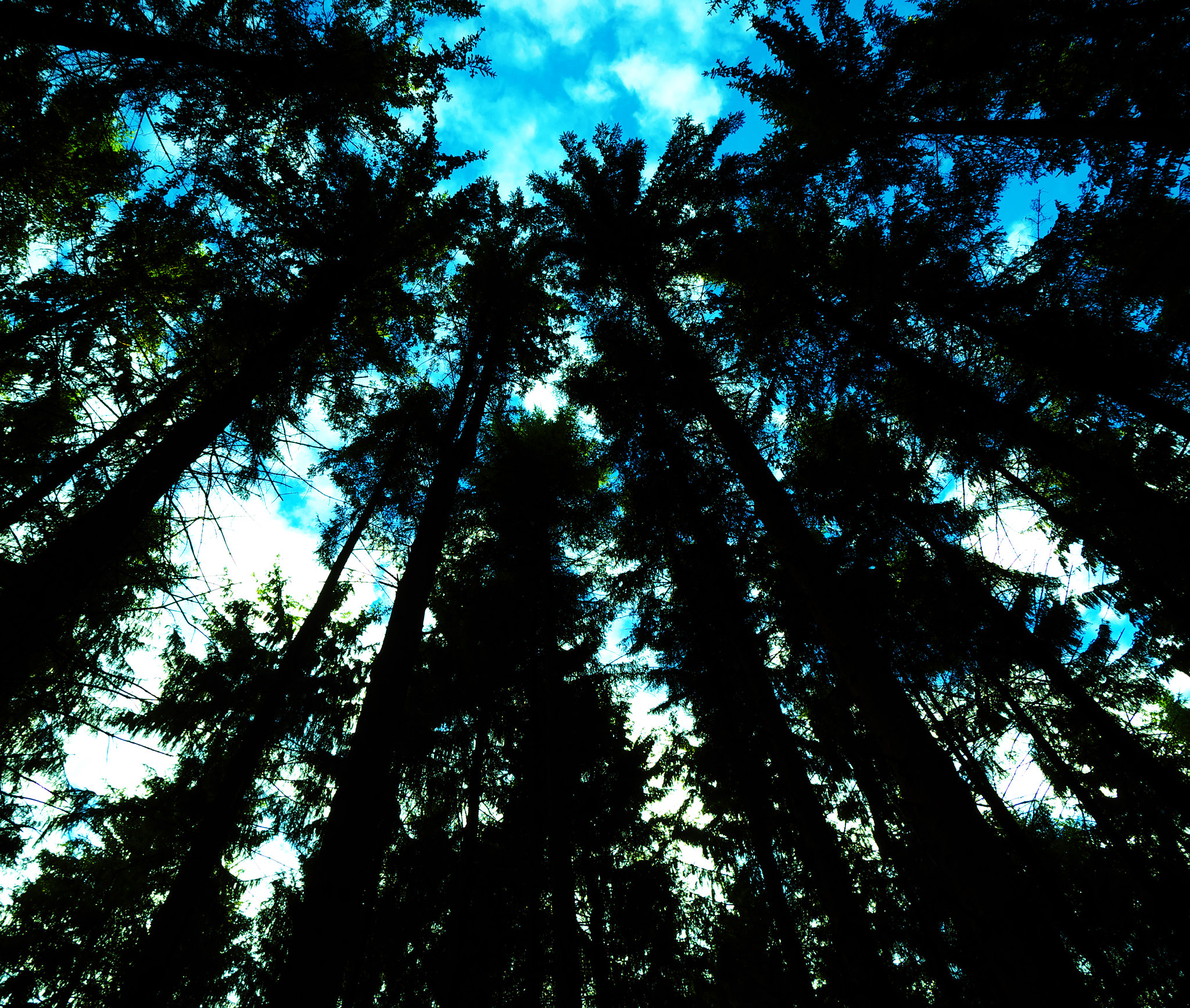 Wald, Benneckenstein