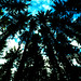 Wald, Benneckenstein