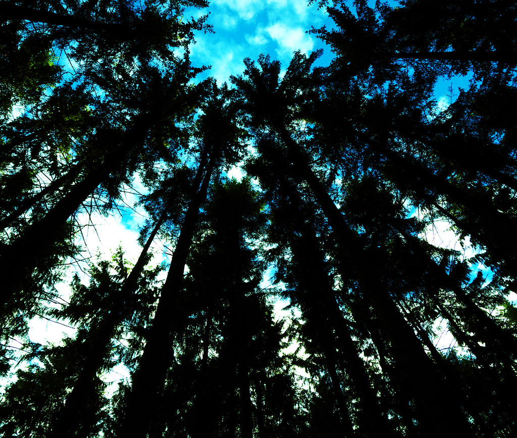 Wald, Benneckenstein