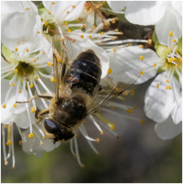 IMG 9334 Hoverfly