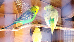 Budgies iin the Bird House.