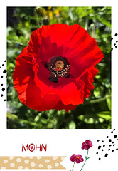 Der rote Mohn ...