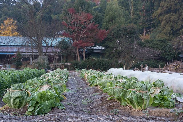 Chinese cabbage tied up