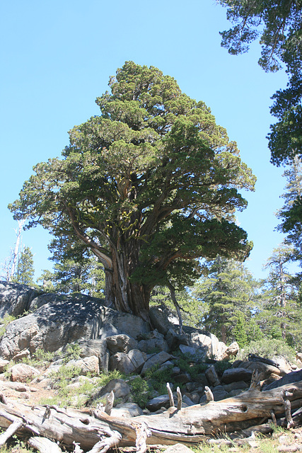 Very big juniper