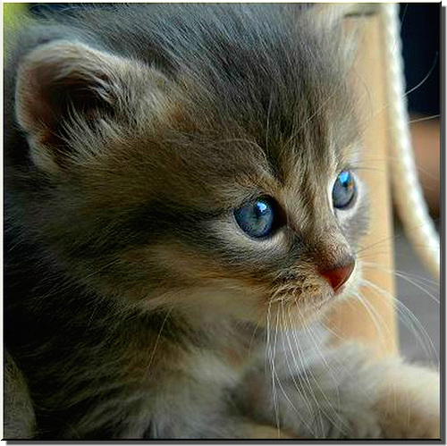 si mignon celui-ci! aux yeux bleus