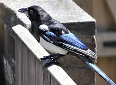 Magpie (Pica pica).