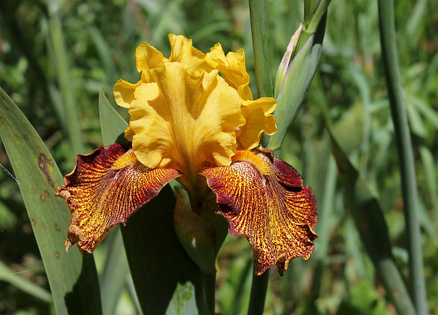 Iris Jitterbug (3)