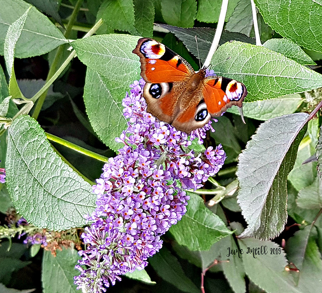 Peacock butterfly