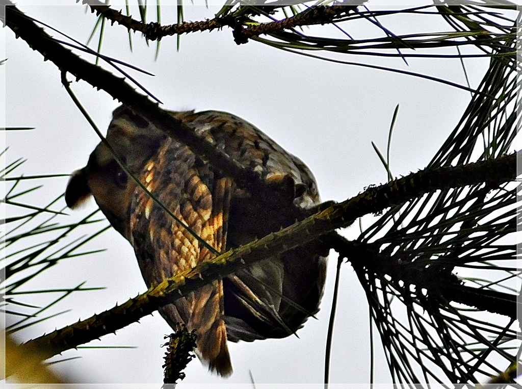 Un rapace bien caché dans un pin à la Villeger (22)