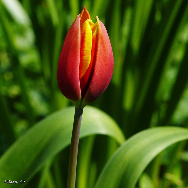 Dans mon jardin