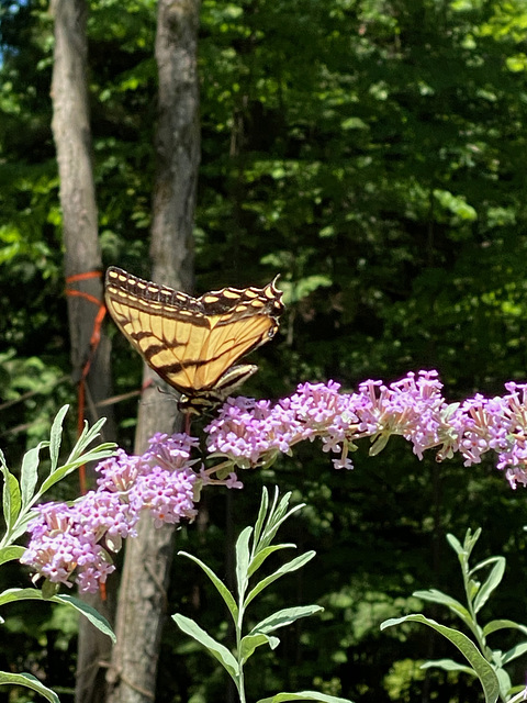 tiger swallow tail on butterfly bush