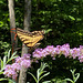 tiger swallow tail on butterfly bush