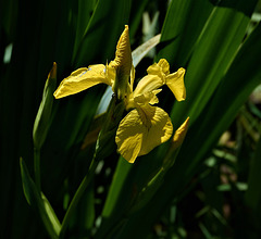 Yellow Flag Iris