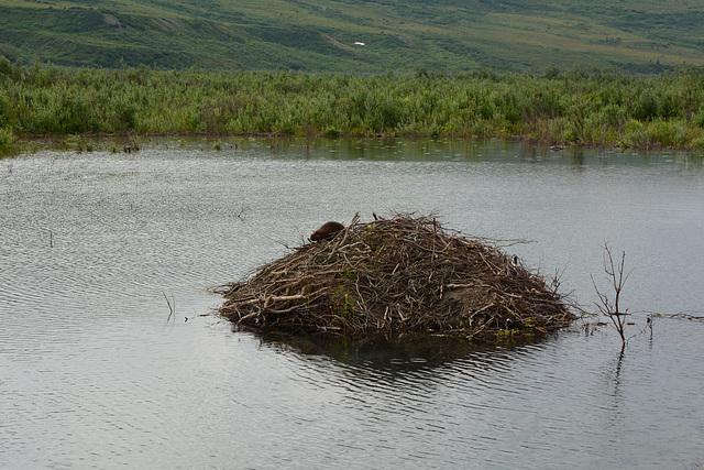 Alaska, Beaver Dwelling at Paxton Lake