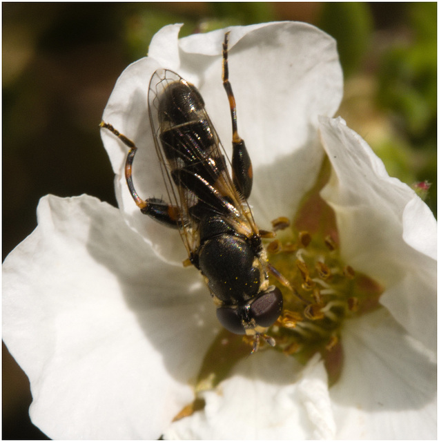 IMG 0465 Hoverfly