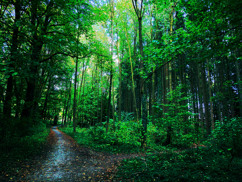Wald, Horn Bad-Meinberg