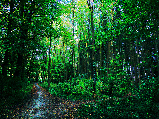 Wald, Horn Bad-Meinberg