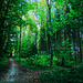 Wald, Horn Bad-Meinberg