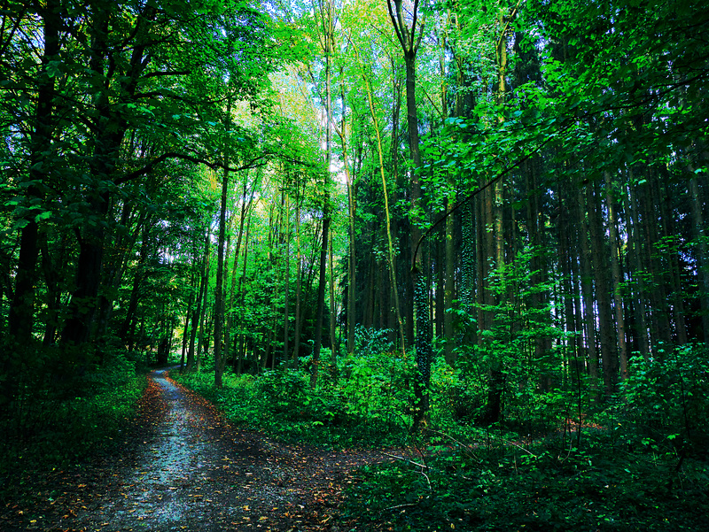 Wald, Horn Bad-Meinberg