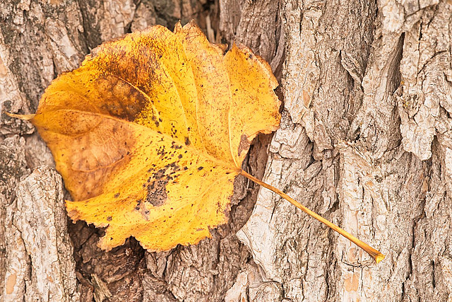 wandering leaf 1