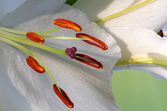 Madonna Lily-DSZ 0803