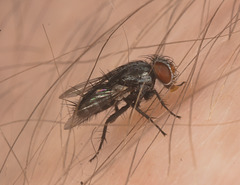 IMG 1034 Fly