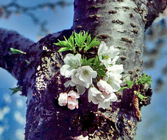 Flowers on an old plum tree trunk