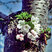 Flowers on an old plum tree trunk
