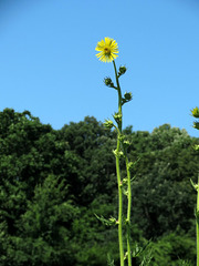 Silphium laciniatum, Compass Flower